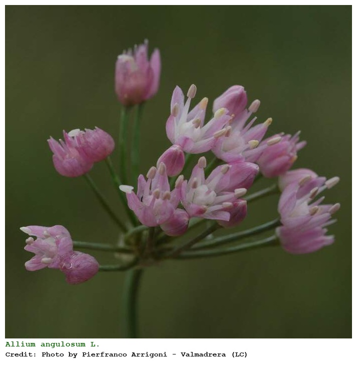 Allium angulosum L.
